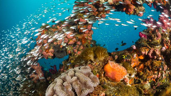 A colorful coral reef with fish around it in the ocean