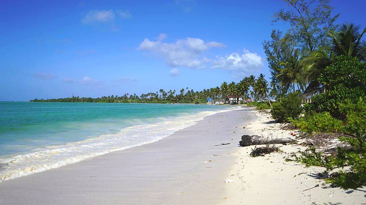 A sandy beach with greenery on one side and ocean on the other