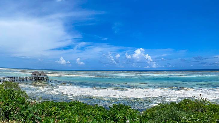 Greenery next to ocean with gentle waves under a blue sky