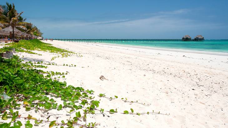 A bright white sand beach next to the ocean and greenery under a blue sky