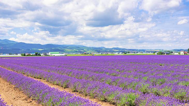 A field of lavender with hills in the background under a cloudy sky