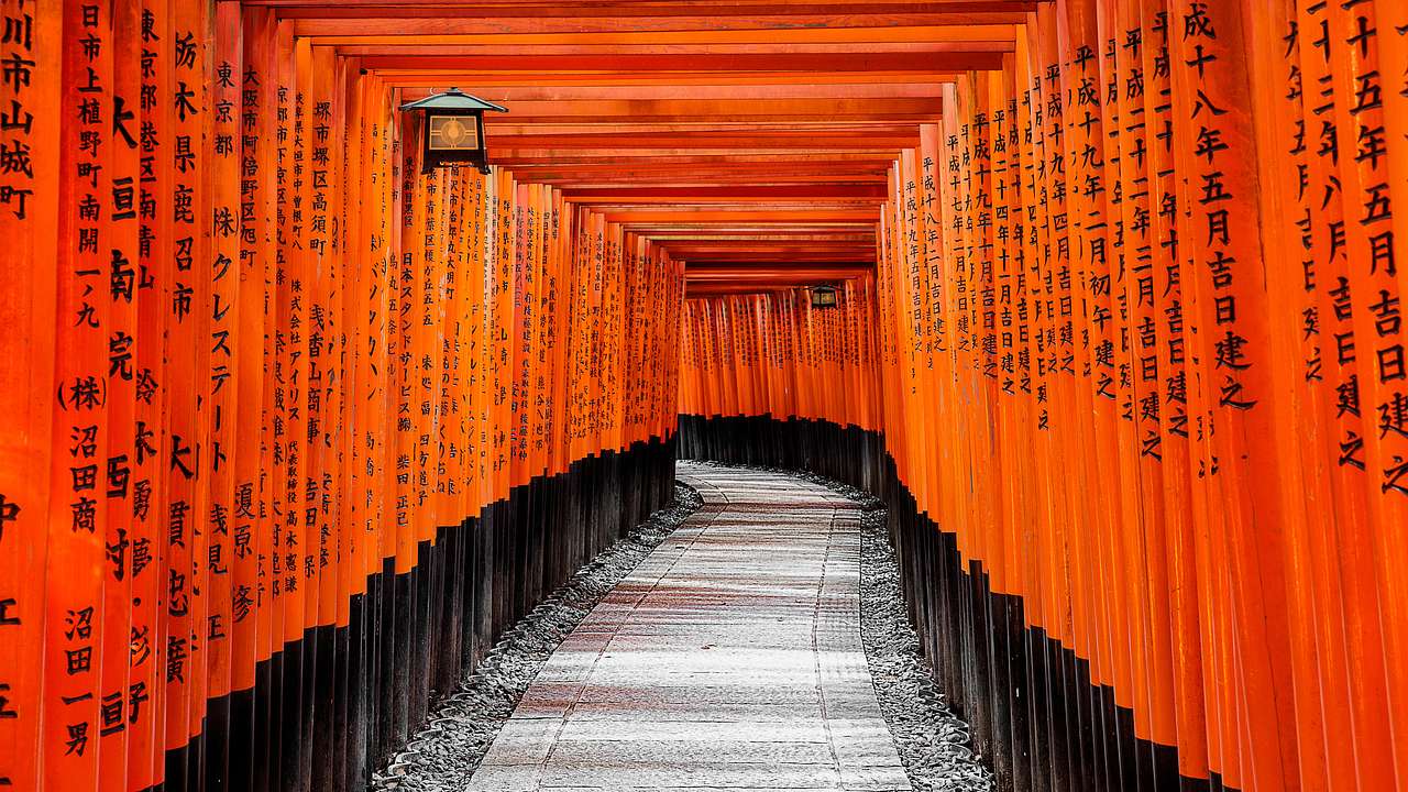 A series of adjacent red and black torii gates with a path between them