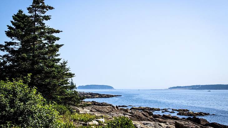 A large pine tree and other greenery and rocks next to the ocean