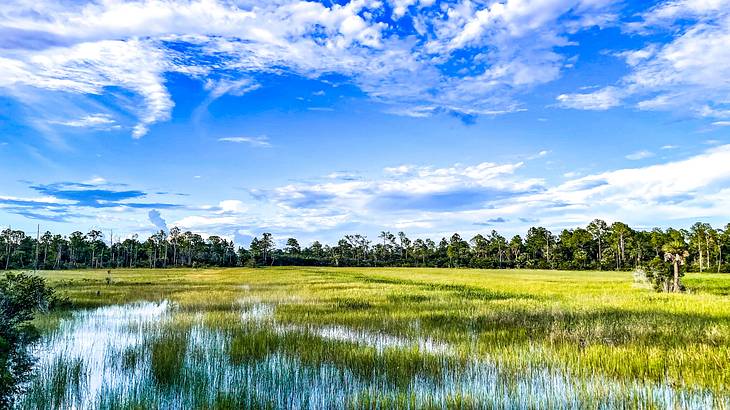 A marsh near trees under a bright blue sky with some clouds