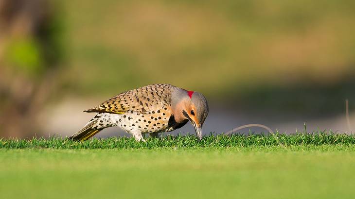 A bird with spots and a red mark pecking the grass