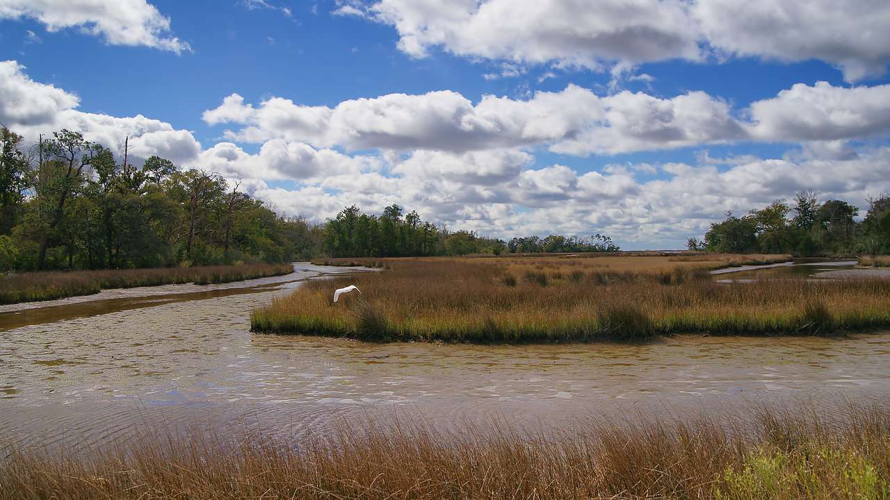 A river near marshy grass and trees on a cloudy day