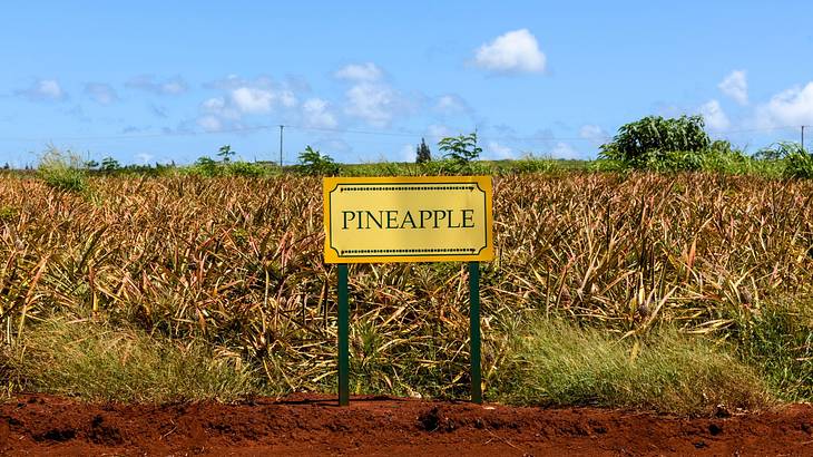 A sign that says "Pineapple" next to a pineapple crop under a blue sky with clouds