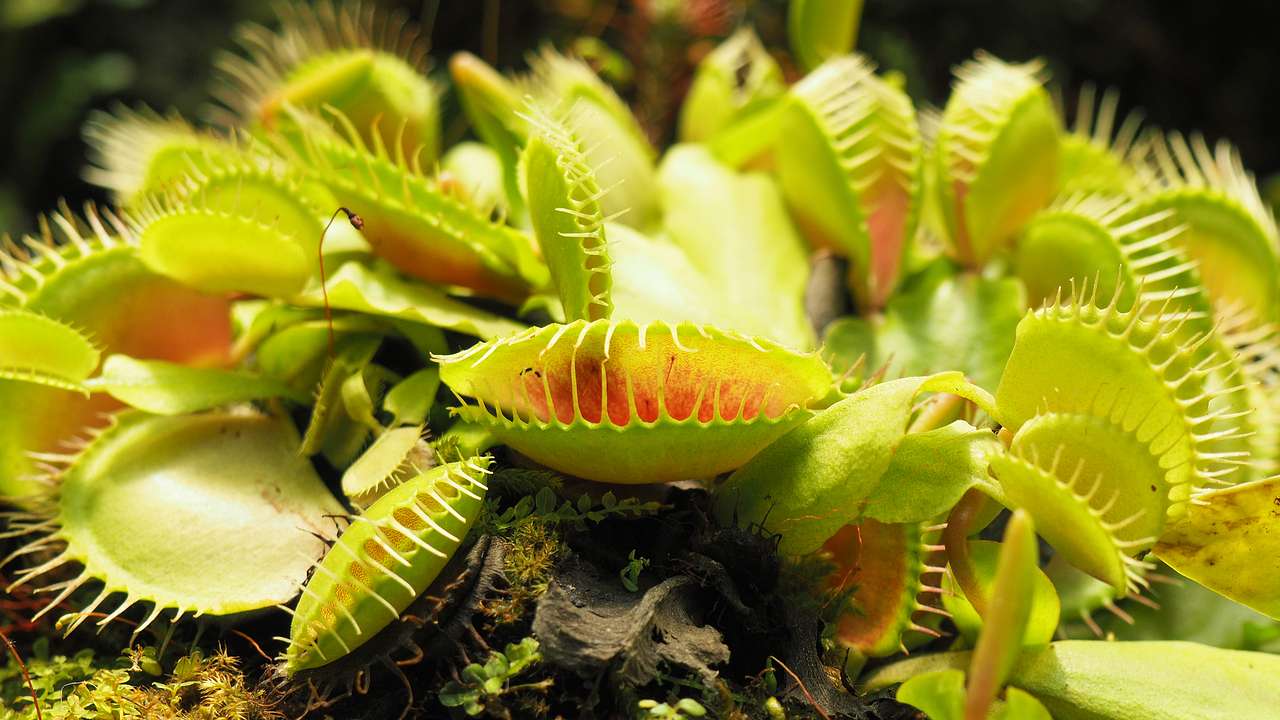 An up-close shot of green Venus Flytrap plants