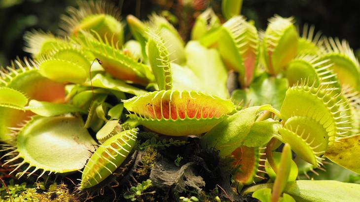 An up-close shot of green Venus Flytrap plants