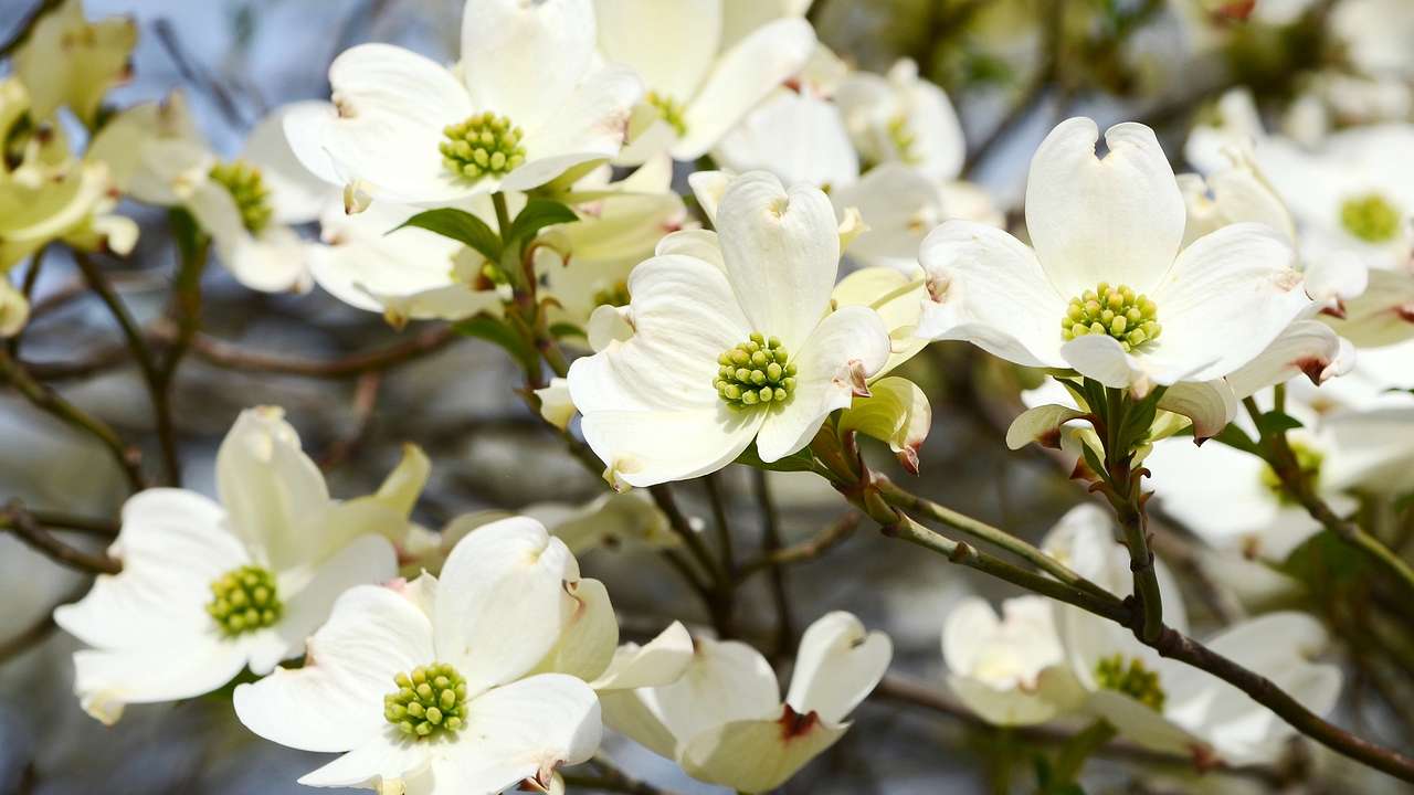Up close shot of many white flowers
