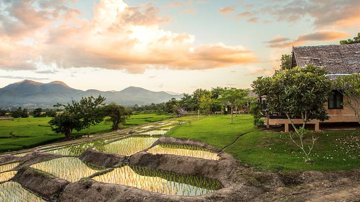 Rice terraces near a hut at sunset