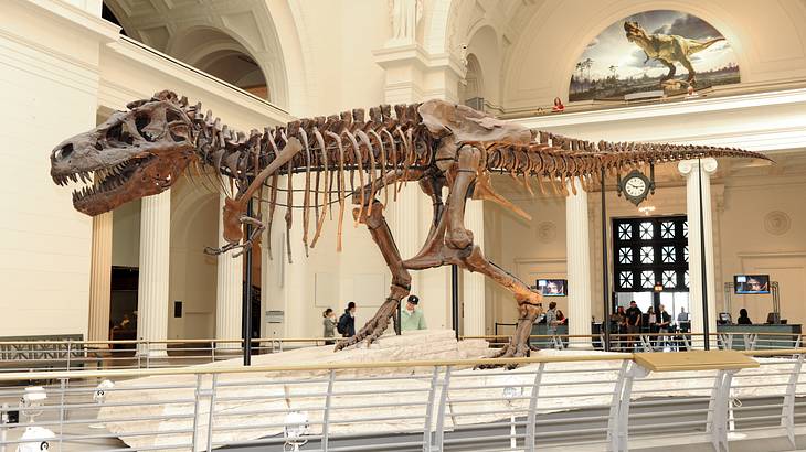A Tyrannosaurus Rex skeleton on an exhibit in a big room
