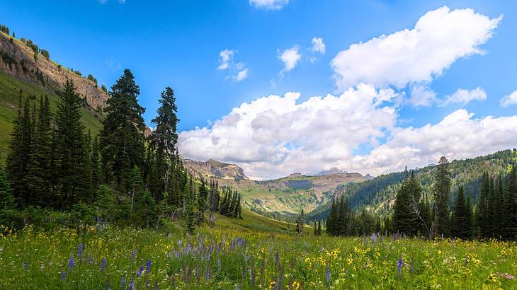 A field with flowers and greenery and distant view of mountains