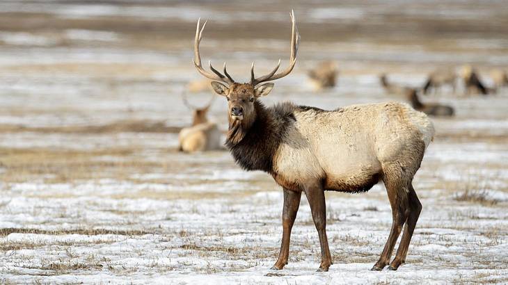 A male elk standing on snow-covered ground with other elks sitting down behind him