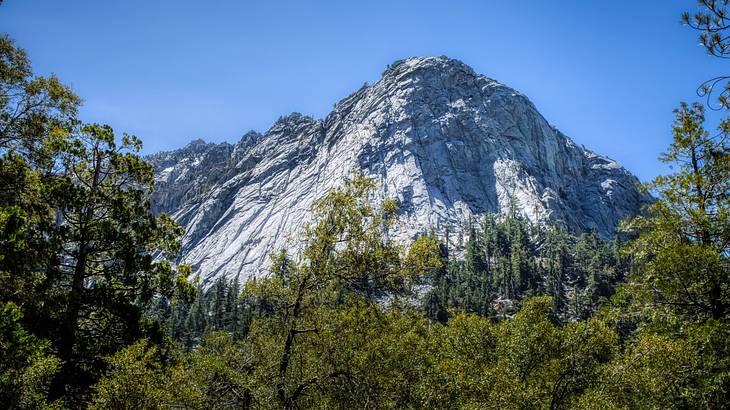 A low-angle shot of a rocky mountain near the forest in the foreground