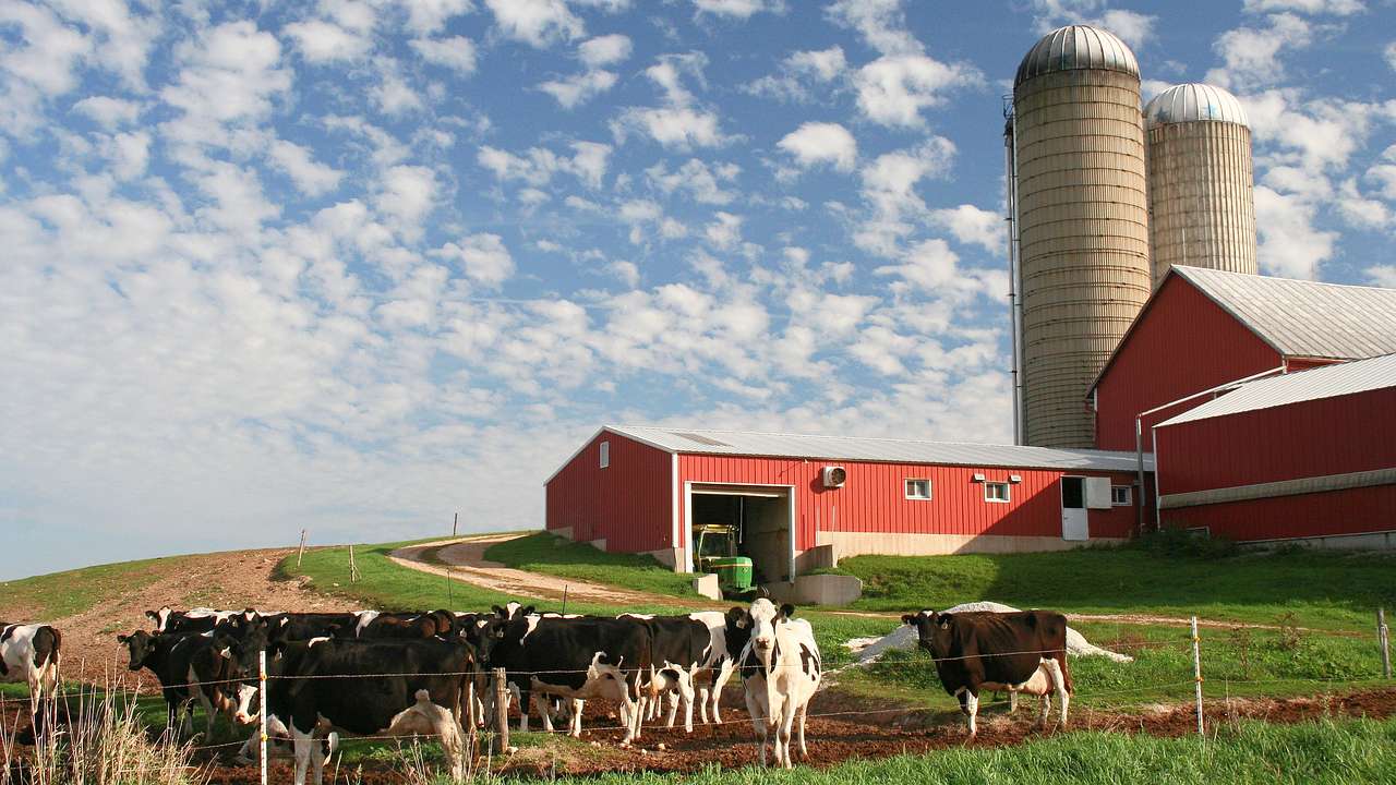 A herd of cattle on a farm near a barn and factory