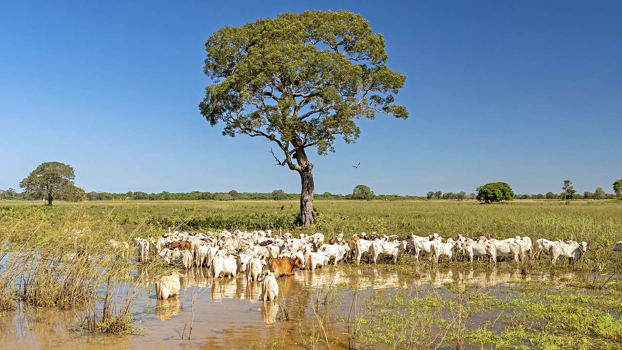 Lush wetlands with a group of cattle grazing under a tree under a clear blue sky