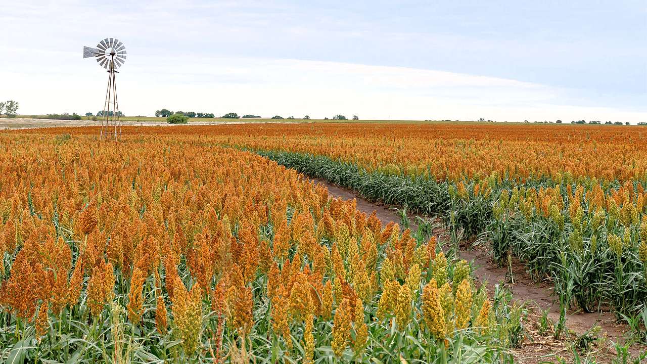 A field of orange sorghum near a windmill on an overcast day