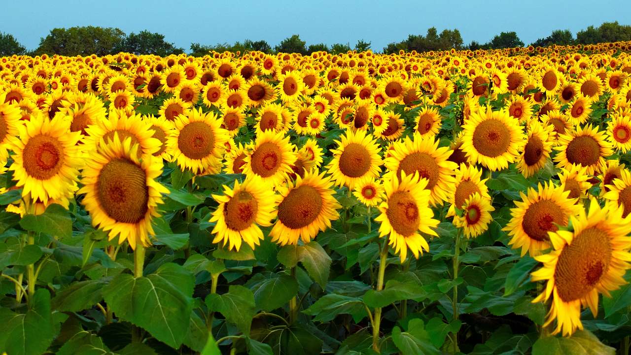 A field of sunflowers under a blue sky