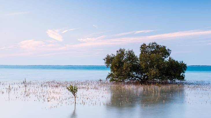 A tree on the right in water against a blue sky