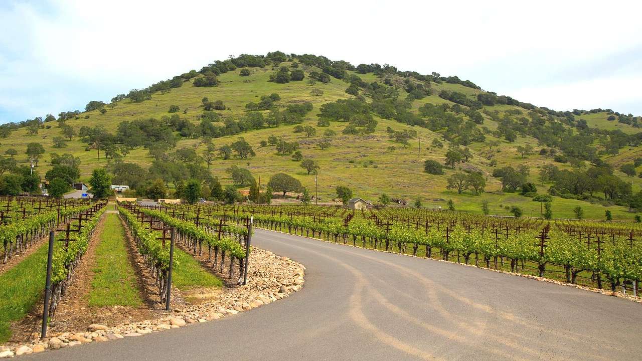 A country road going towards a greenery-covered hill with vineyards on either side