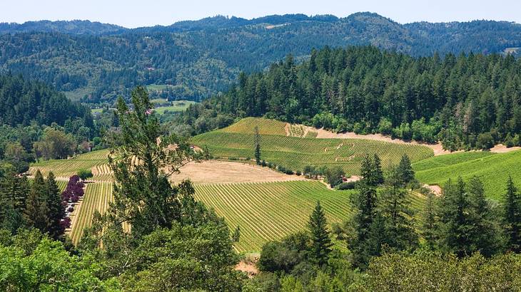 A view over green fields with green trees and greenery-covered mountains surrounding