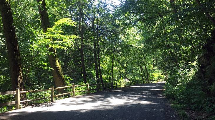 A path through woodlands with the sunny sky coming through the treetops