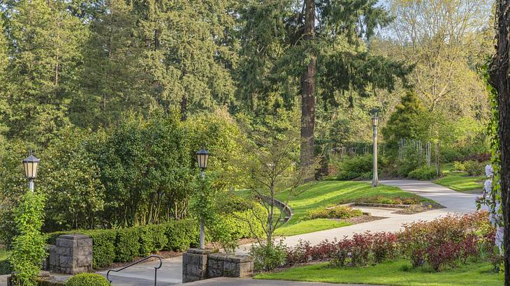 A concrete walkway surrounded by trees and shrubs