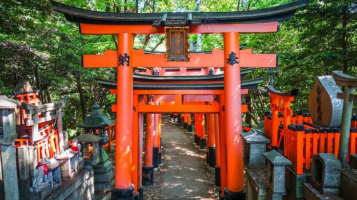 A path with red tori gates surrounded by green trees A path with red tori gates surrounded by green trees