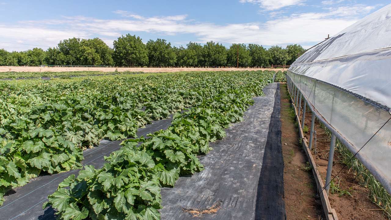 A greenhouse beside a field of chiles and trees