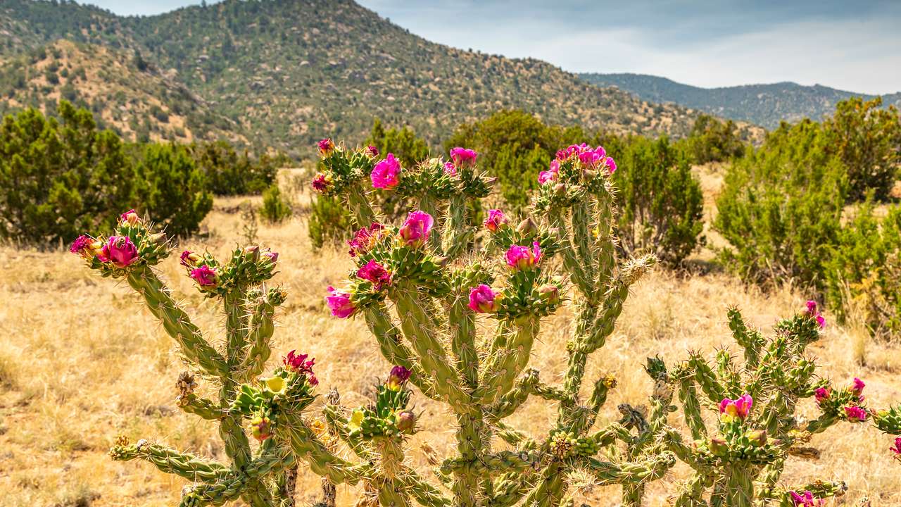 A cactus with pink flowers in a desert near the mountains