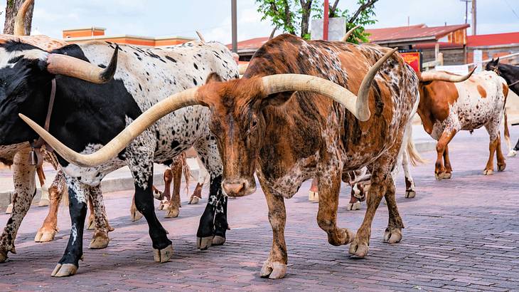 A herd of longhorn cattle walking on a paved road