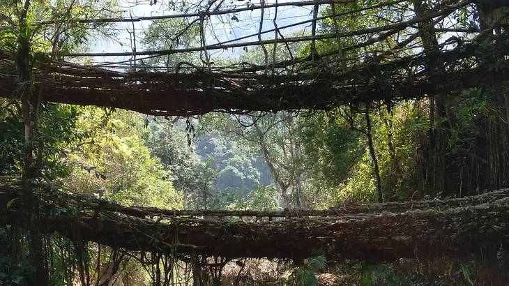 Two tree root bridges above one another from below against tall green trees