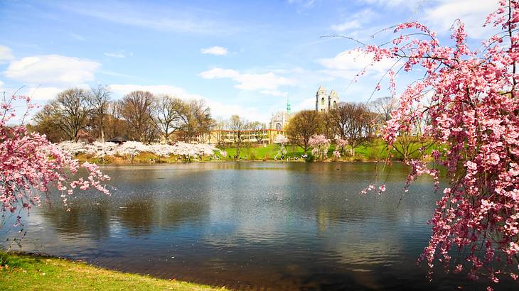 Cherry blossom trees near a lake with grass and old buildings on the other side