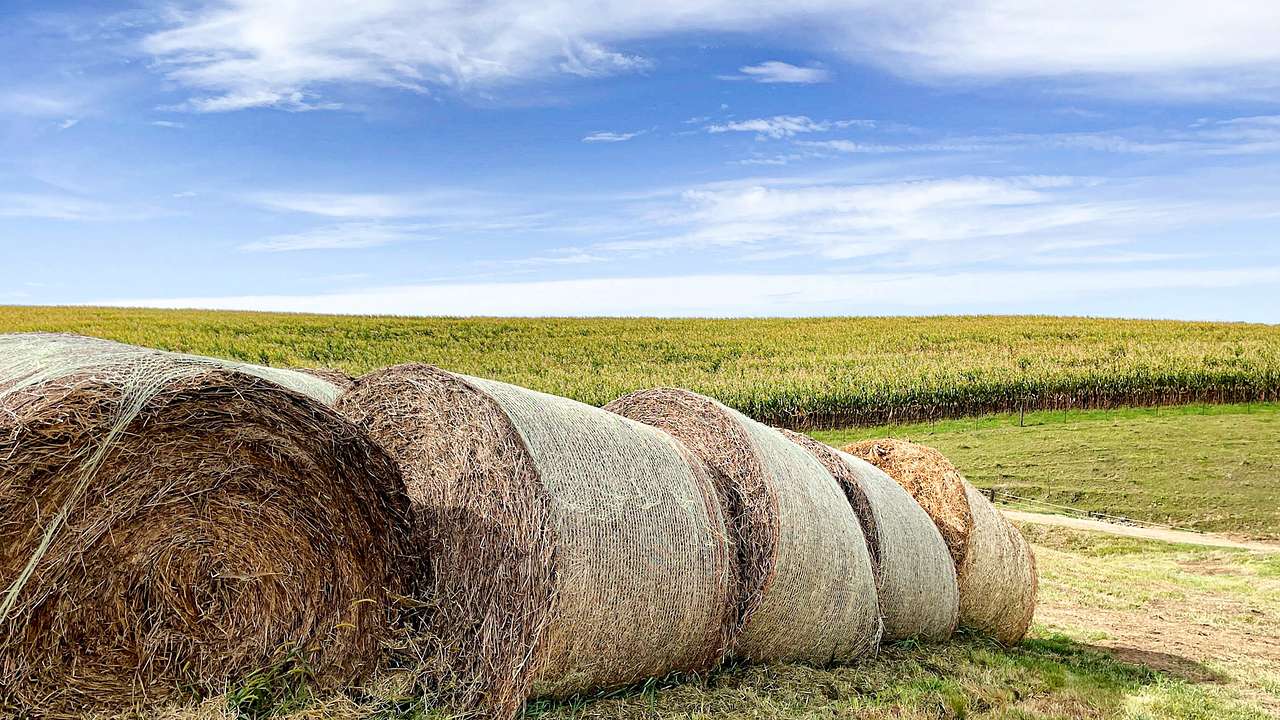 Rolled hay bales near a cornfield under a blue sky with large white clouds