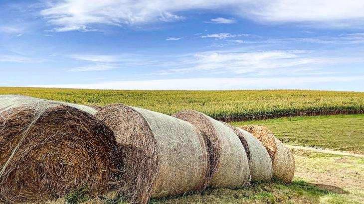 Rolled hay bales near a cornfield under a blue sky with large white clouds