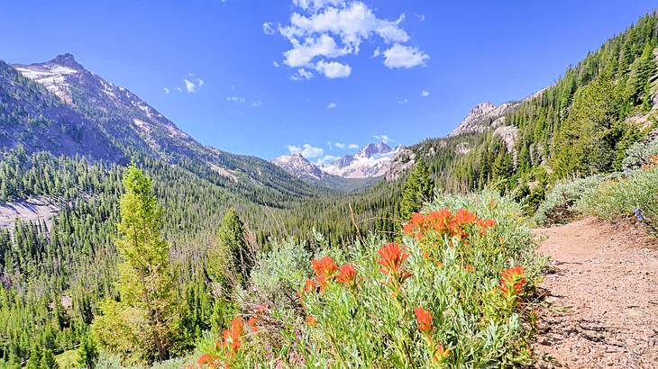 Forested and snow-capped mountains with red flowers in the foreground