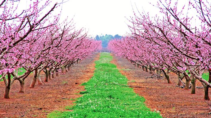 Peach State is one of the nicknames for Georgia due to its many peach orchards