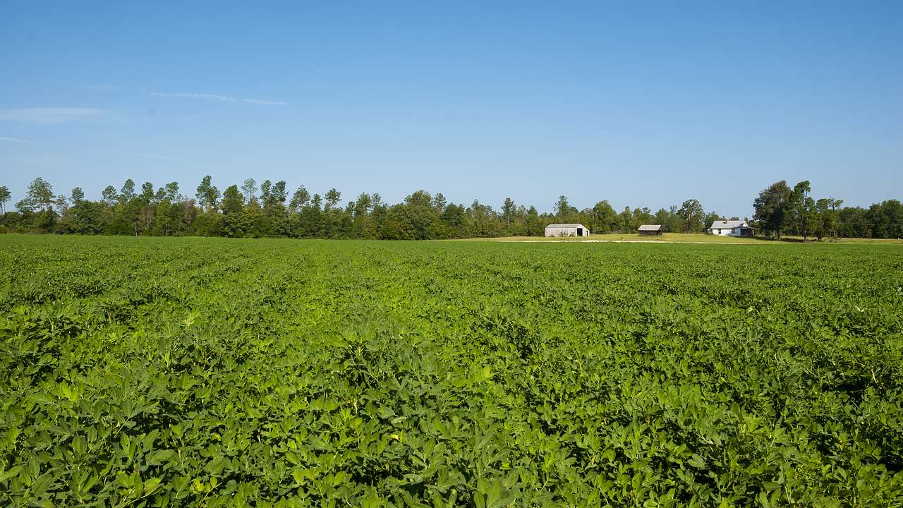 A peanut field with trees in the distance under a blue sky