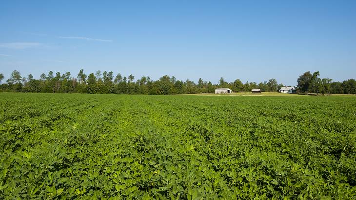 A peanut field with trees in the distance under a blue sky