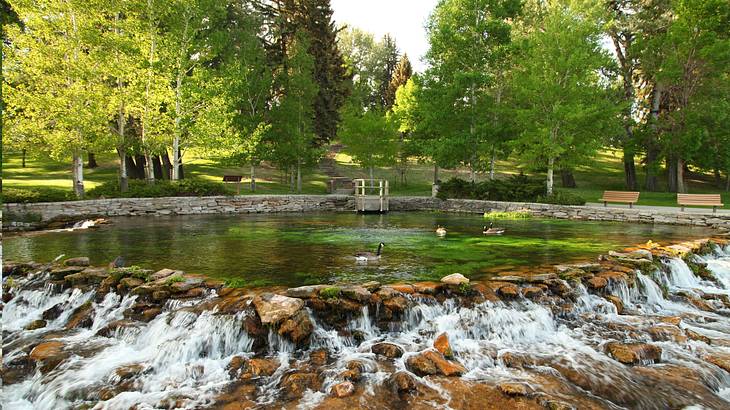 Several geese swimming on a rocky stream in a park filled with plants and trees