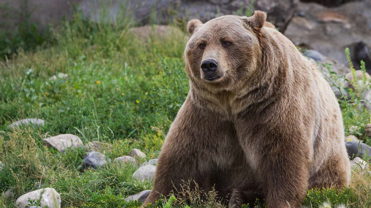 A large brown bear sitting on the ground covered in greenery and rocks