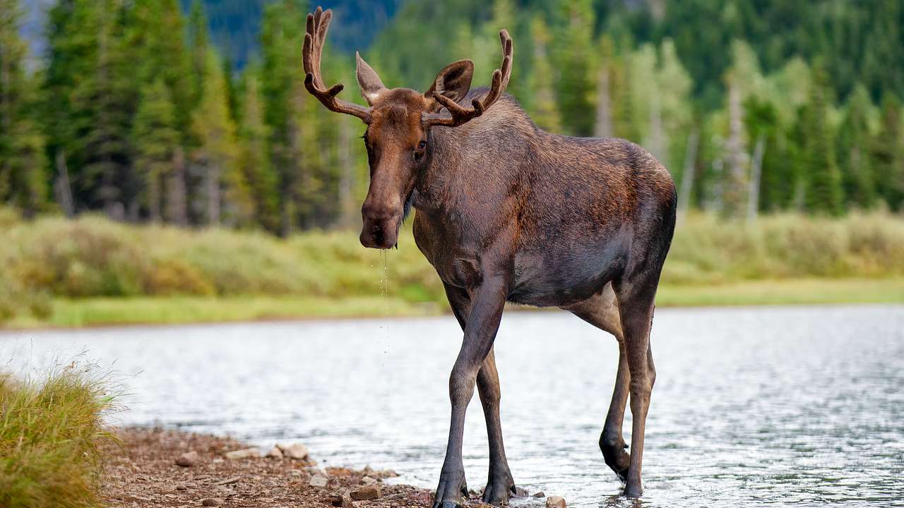 A bull moose walking on the rocky shore of a lake with trees in the background