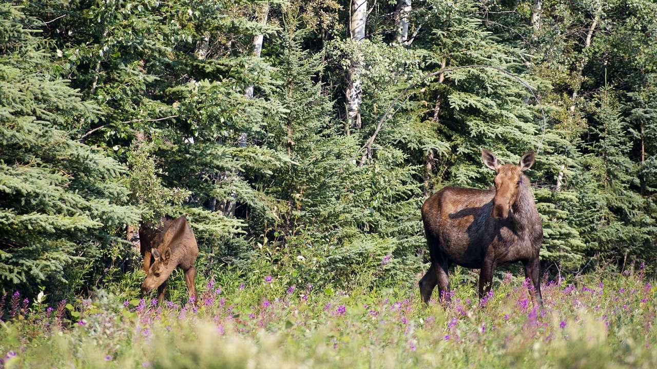 Green trees in the background of brown moose on a grassy meadow with flowers