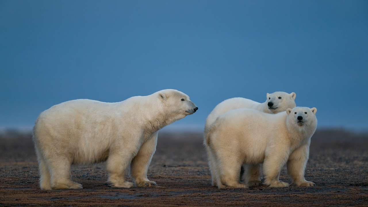 Polar bears walking on a sandy area