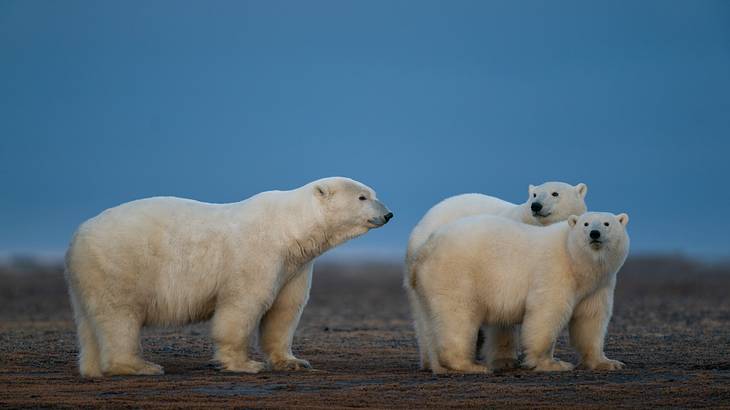 Polar bears walking on a sandy area