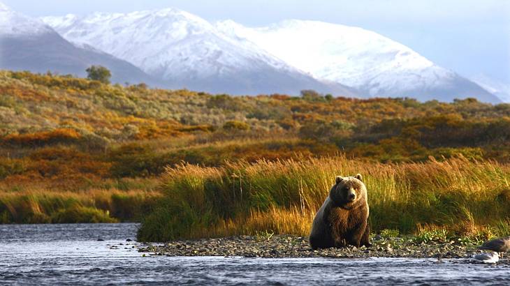 Lush brown grass with a brown bear overlooking water, against white mountains