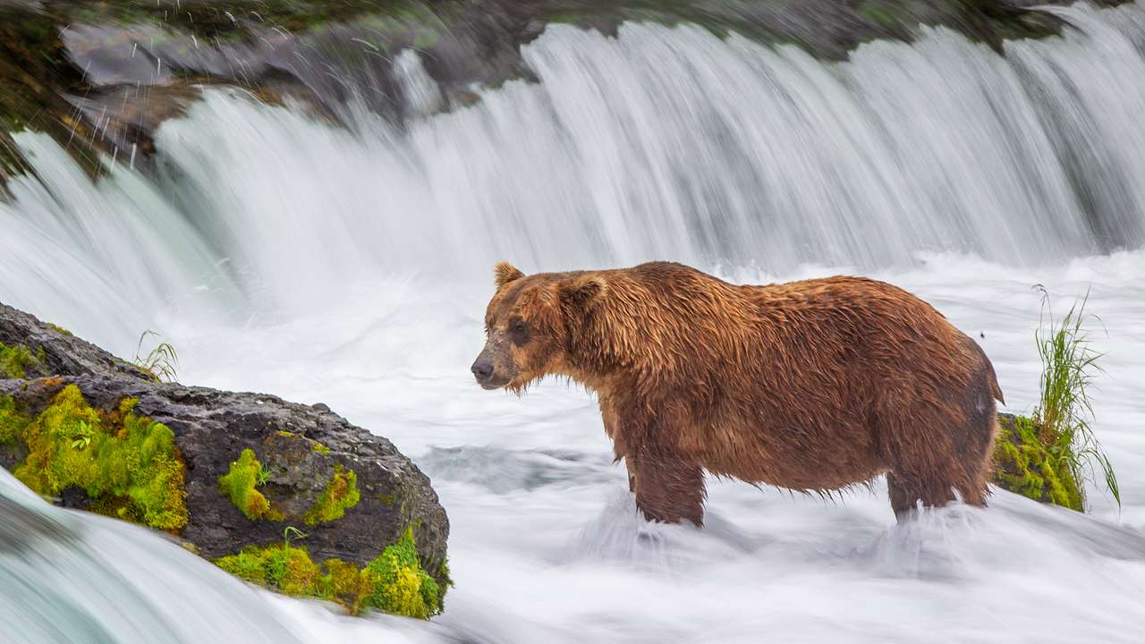 A grizzly bear standing on a shallow waterfall with rocks around