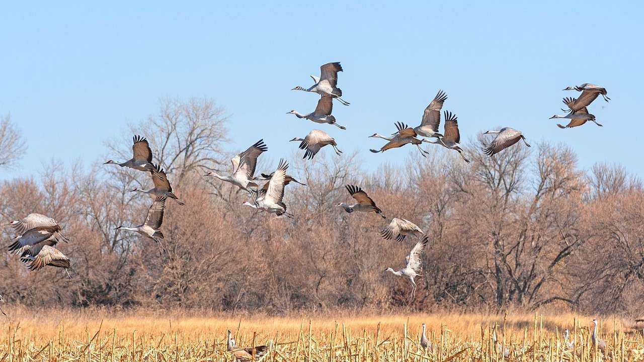 Sandhill Cranes taking off in a field with bare trees in the background