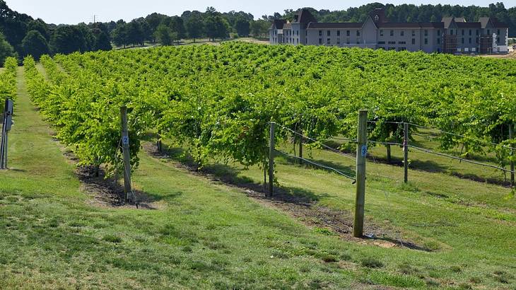 A vineyard with a building in the background